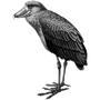 uchemira profile
