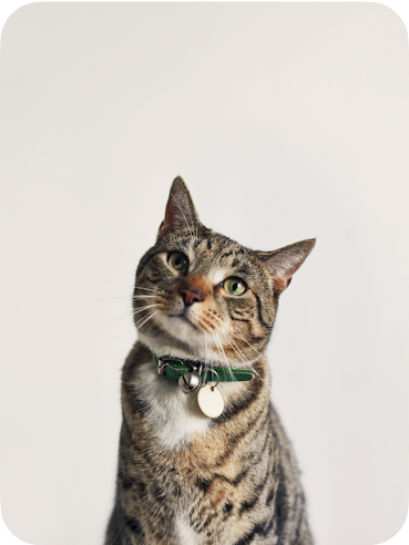 Getigerte Katze, die nach oben in die Kamera sieht